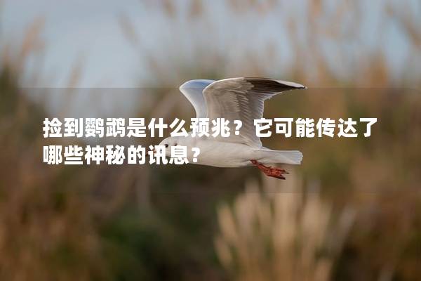 捡到鹦鹉是什么预兆？它可能传达了哪些神秘的讯息？