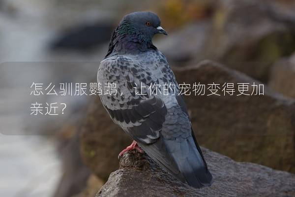 怎么驯服鹦鹉，让你的宠物变得更加亲近？