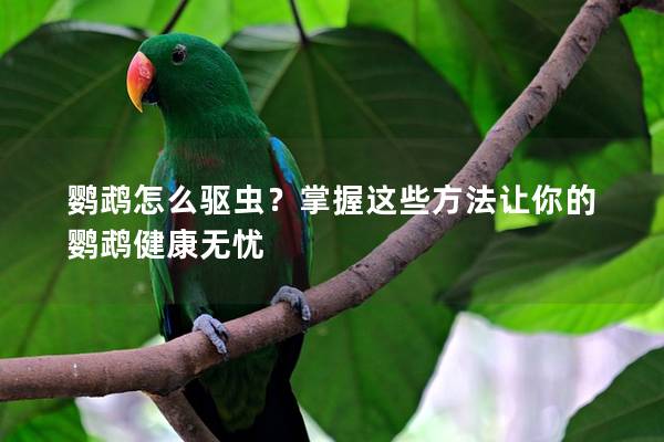 鹦鹉怎么驱虫？掌握这些方法让你的鹦鹉健康无忧