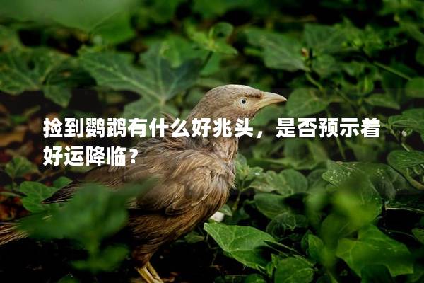 捡到鹦鹉有什么好兆头，是否预示着好运降临？