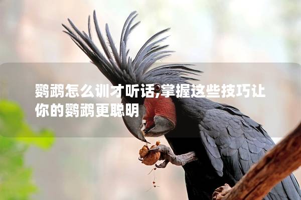 鹦鹉怎么训才听话,掌握这些技巧让你的鹦鹉更聪明