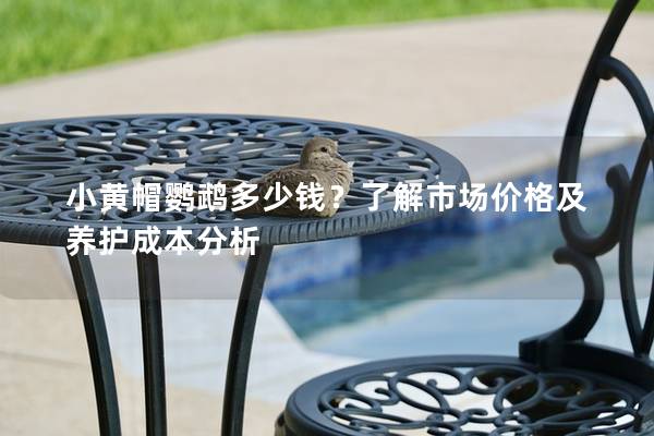 小黄帽鹦鹉多少钱？了解市场价格及养护成本分析