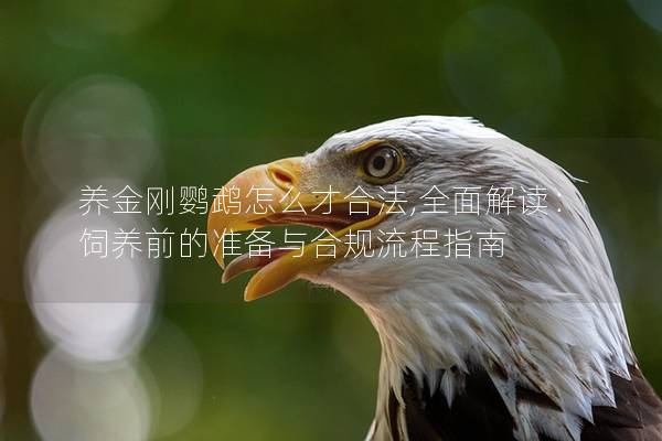养金刚鹦鹉怎么才合法,全面解读：饲养前的准备与合规流程指南