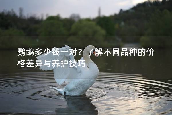鹦鹉多少钱一对？了解不同品种的价格差异与养护技巧