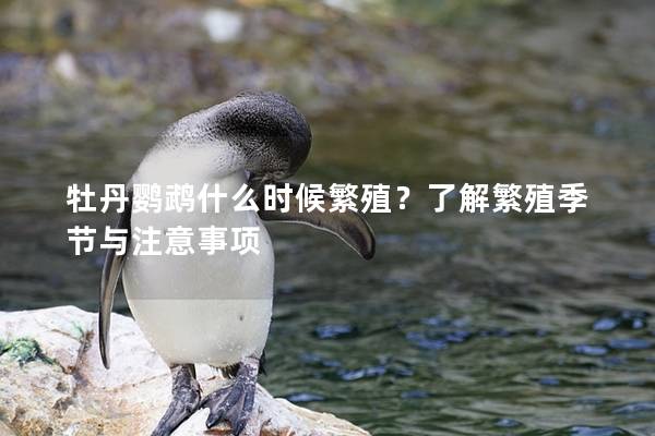 牡丹鹦鹉什么时候繁殖？了解繁殖季节与注意事项