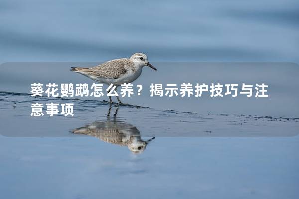 葵花鹦鹉怎么养？揭示养护技巧与注意事项