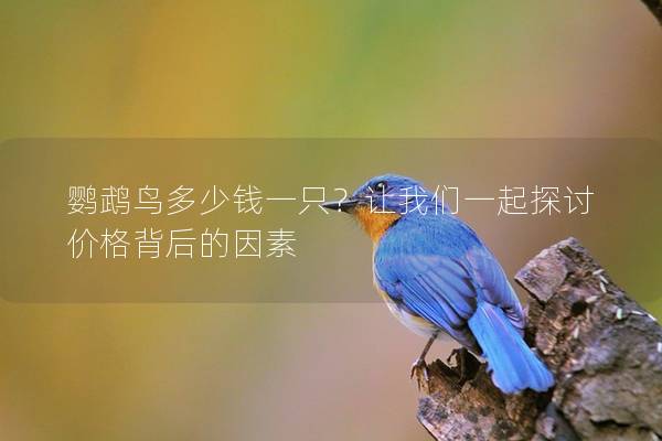 鹦鹉鸟多少钱一只？让我们一起探讨价格背后的因素
