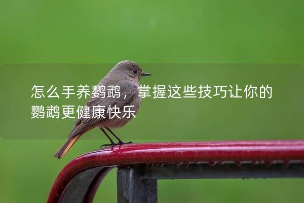 怎么手养鹦鹉，掌握这些技巧让你的鹦鹉更健康快乐