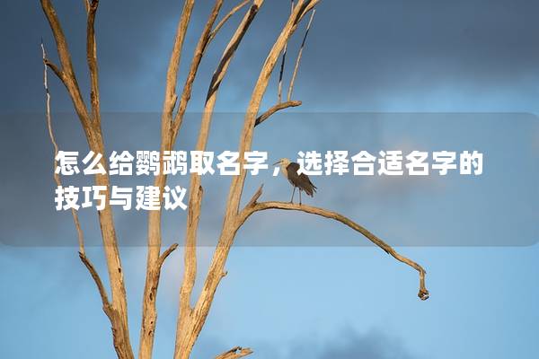 怎么给鹦鹉取名字，选择合适名字的技巧与建议