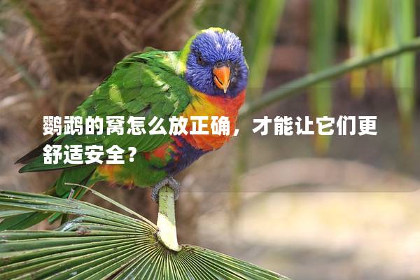 鹦鹉的窝怎么放正确，才能让它们更舒适安全？