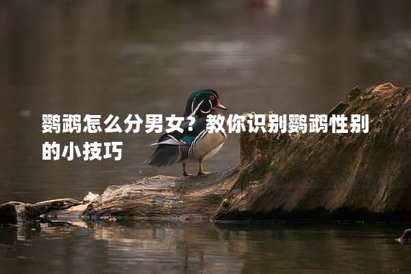 鹦鹉怎么分男女？教你识别鹦鹉性别的小技巧
