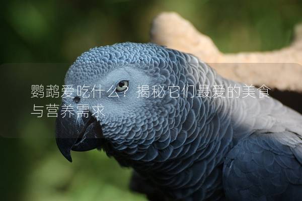 鹦鹉爱吃什么？揭秘它们最爱的美食与营养需求