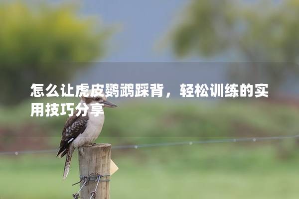 怎么让虎皮鹦鹉踩背，轻松训练的实用技巧分享
