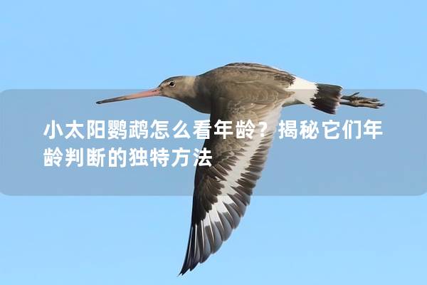 小太阳鹦鹉怎么看年龄？揭秘它们年龄判断的独特方法