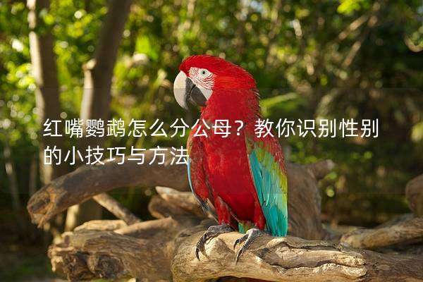 红嘴鹦鹉怎么分公母？教你识别性别的小技巧与方法