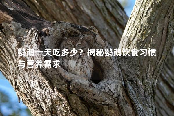 鹦鹉一天吃多少？揭秘鹦鹉饮食习惯与营养需求