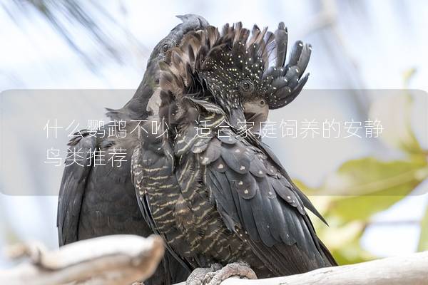 什么鹦鹉不吵，适合家庭饲养的安静鸟类推荐