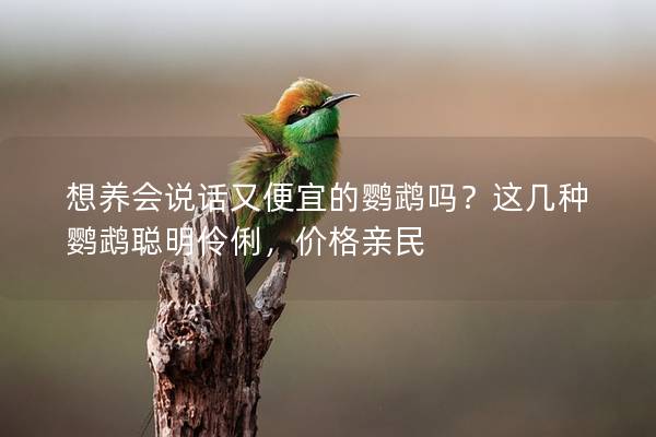 想养会说话又便宜的鹦鹉吗？这几种鹦鹉聪明伶俐，价格亲民