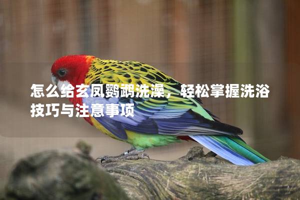 怎么给玄凤鹦鹉洗澡，轻松掌握洗浴技巧与注意事项