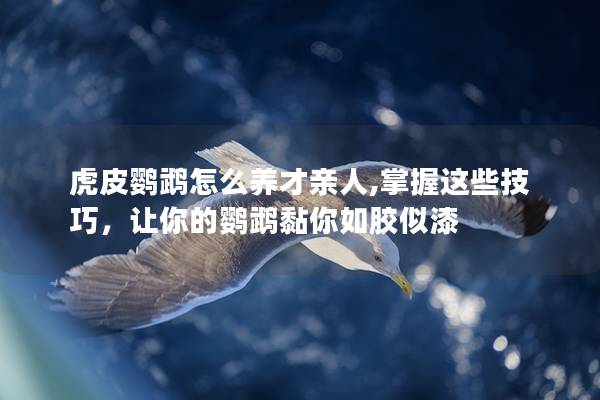 虎皮鹦鹉怎么养才亲人,掌握这些技巧，让你的鹦鹉黏你如胶似漆