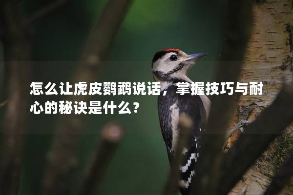 怎么让虎皮鹦鹉说话，掌握技巧与耐心的秘诀是什么？