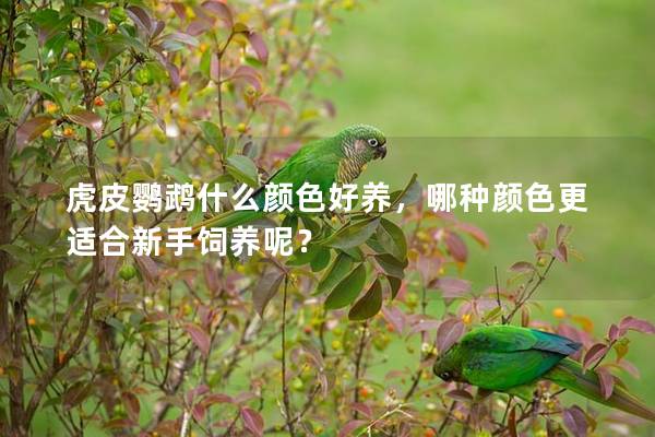 虎皮鹦鹉什么颜色好养，哪种颜色更适合新手饲养呢？