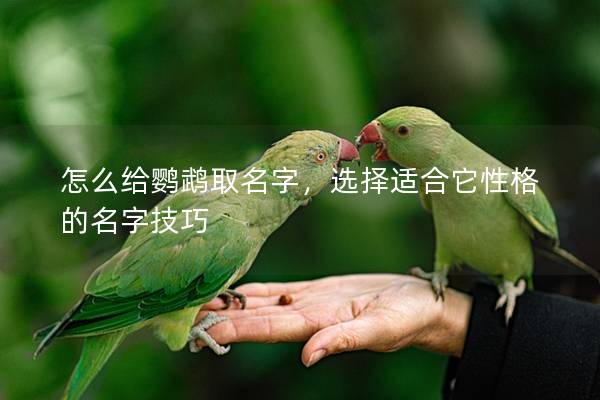 怎么给鹦鹉取名字，选择适合它性格的名字技巧