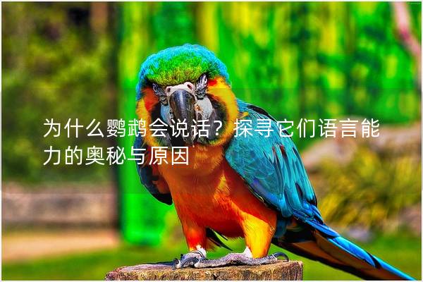 为什么鹦鹉会说话？探寻它们语言能力的奥秘与原因