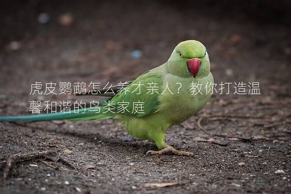 虎皮鹦鹉怎么养才亲人？教你打造温馨和谐的鸟类家庭
