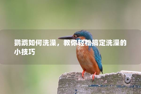鹦鹉如何洗澡，教你轻松搞定洗澡的小技巧