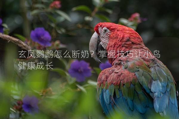 玄凤鹦鹉怎么断奶？掌握技巧让小鸟健康成长