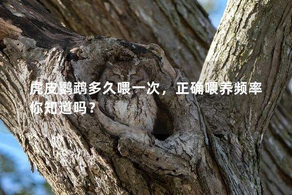 虎皮鹦鹉多久喂一次，正确喂养频率你知道吗？