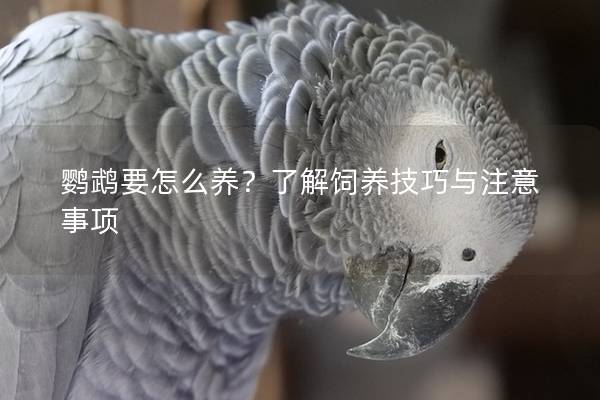 鹦鹉要怎么养？了解饲养技巧与注意事项