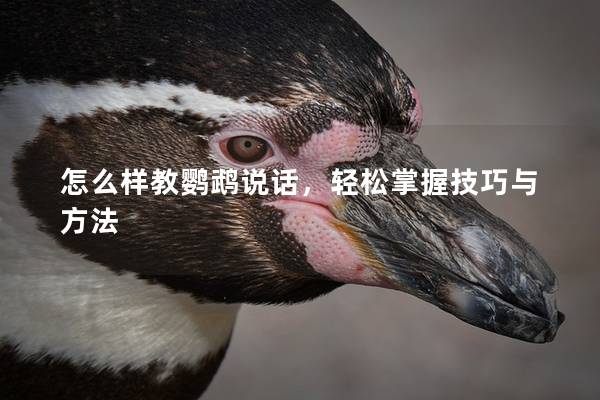 怎么样教鹦鹉说话，轻松掌握技巧与方法