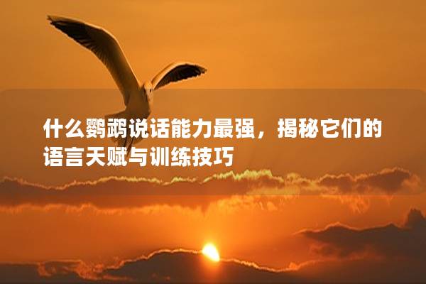 什么鹦鹉说话能力最强，揭秘它们的语言天赋与训练技巧