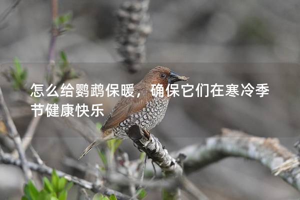 怎么给鹦鹉保暖，确保它们在寒冷季节健康快乐