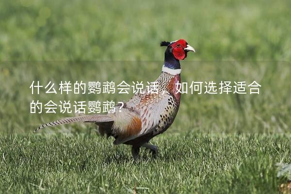 什么样的鹦鹉会说话，如何选择适合的会说话鹦鹉？