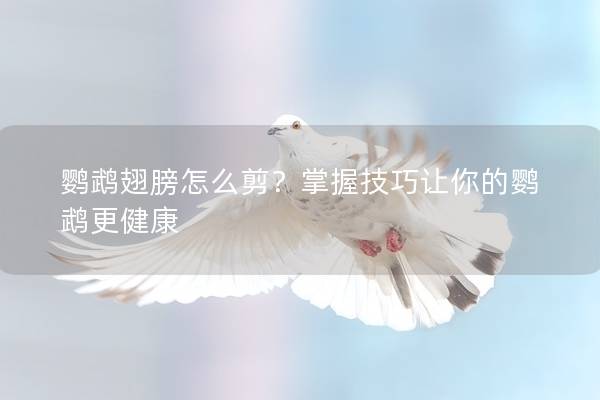 鹦鹉翅膀怎么剪？掌握技巧让你的鹦鹉更健康