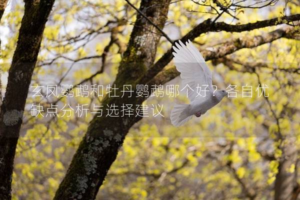 玄凤鹦鹉和牡丹鹦鹉哪个好？各自优缺点分析与选择建议