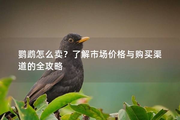鹦鹉怎么卖？了解市场价格与购买渠道的全攻略