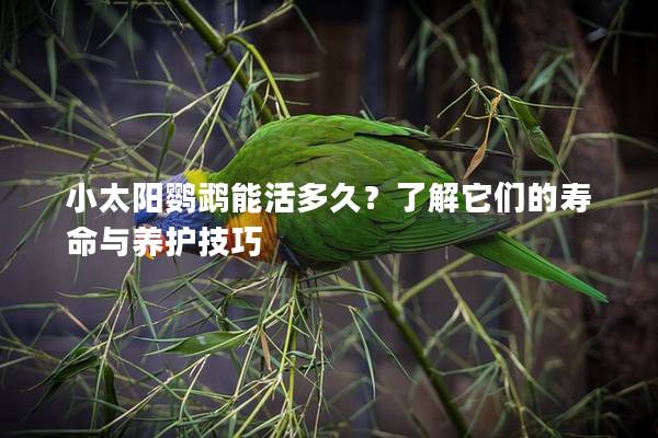 小太阳鹦鹉能活多久？了解它们的寿命与养护技巧