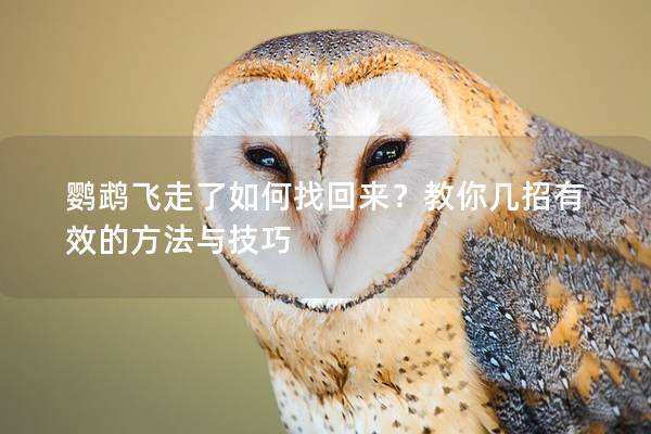 鹦鹉飞走了如何找回来？教你几招有效的方法与技巧
