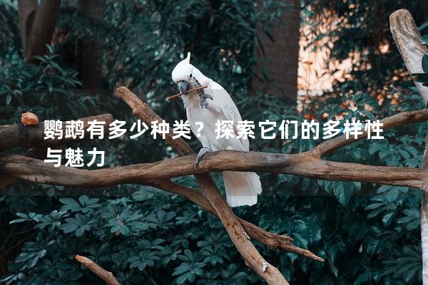 鹦鹉有多少种类？探索它们的多样性与魅力