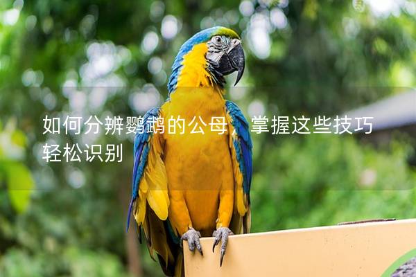 如何分辨鹦鹉的公母，掌握这些技巧轻松识别