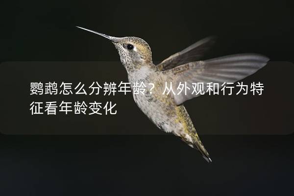 鹦鹉怎么分辨年龄？从外观和行为特征看年龄变化