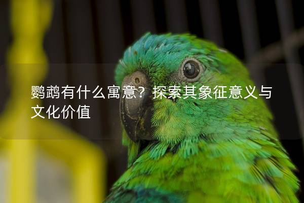 鹦鹉有什么寓意？探索其象征意义与文化价值