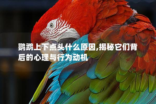鹦鹉上下点头什么原因,揭秘它们背后的心理与行为动机