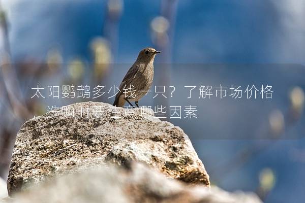 太阳鹦鹉多少钱一只？了解市场价格，选购时要注意哪些因素