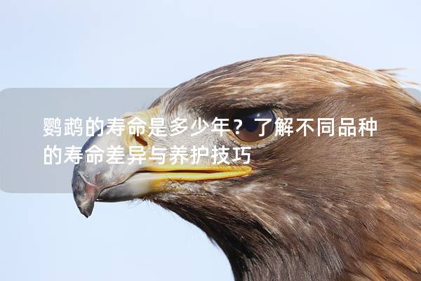鹦鹉的寿命是多少年？了解不同品种的寿命差异与养护技巧