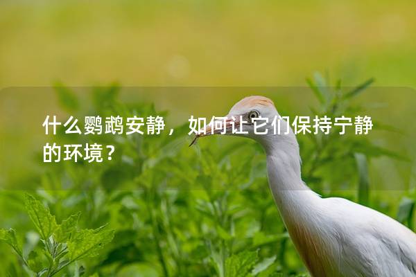 什么鹦鹉安静，如何让它们保持宁静的环境？